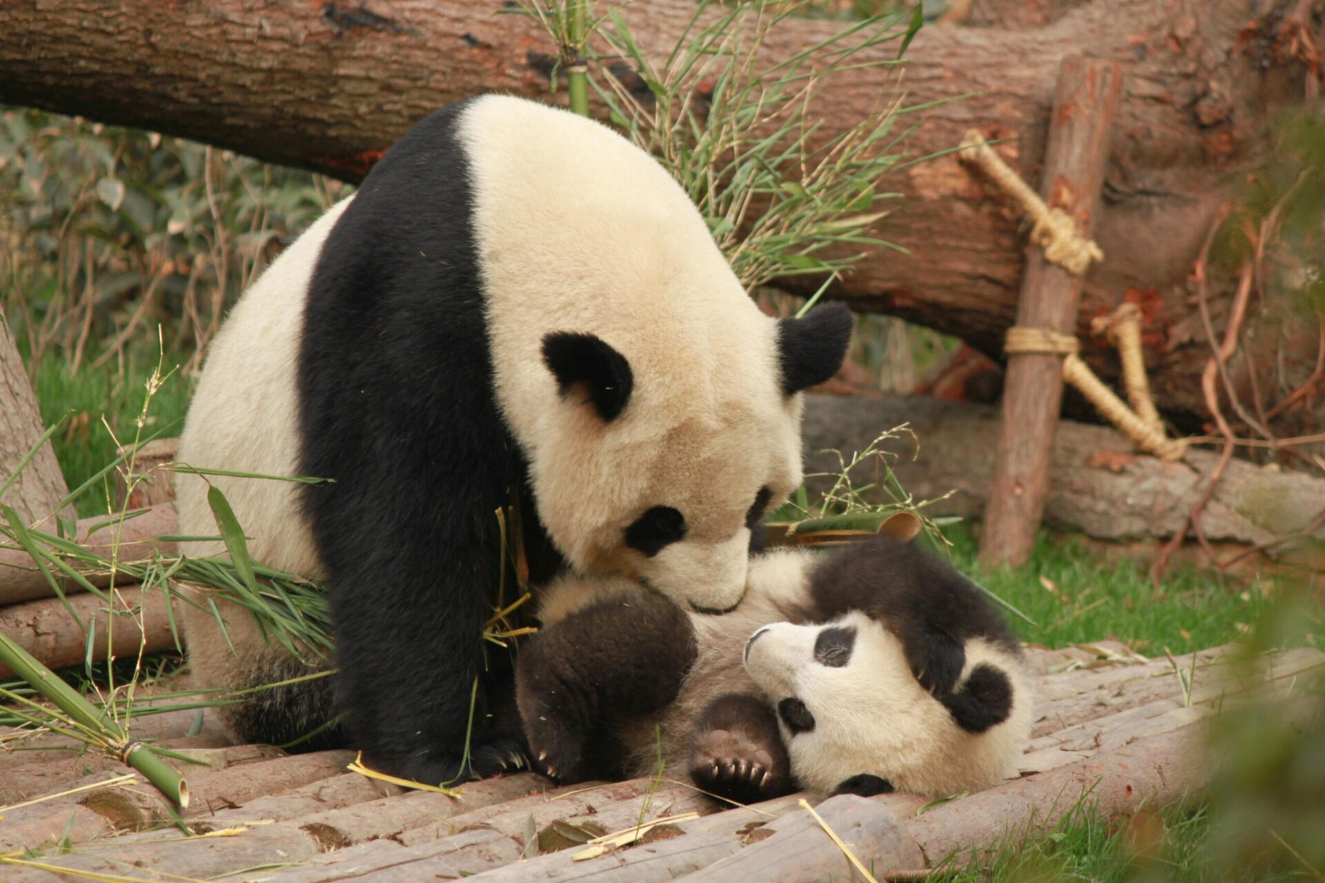 Google panda: zrozumienie algorytmu i jak dostosować strategię SEO 2