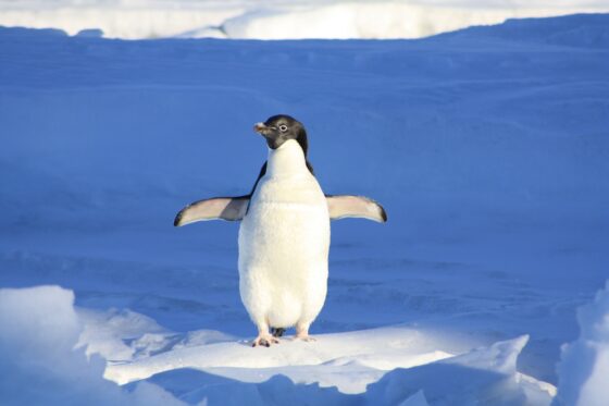 Google Penguin: Zrozumienie algorytmu i jak dostosować strony 5